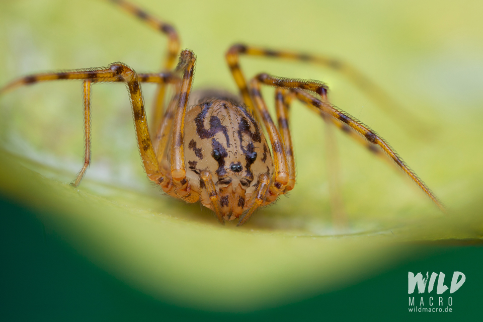 Spitting spider (Scytodes sp.)