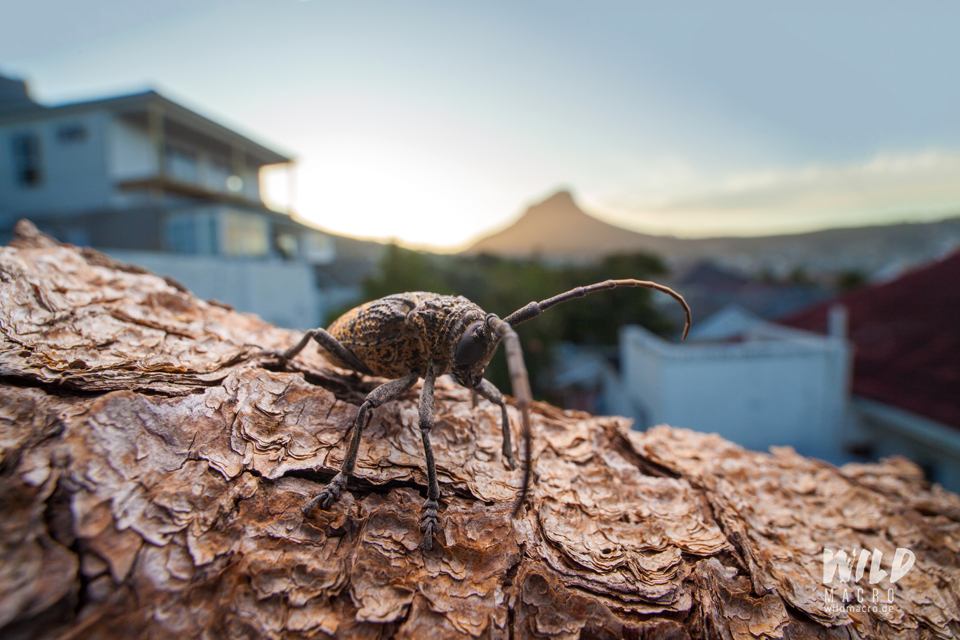 longhorn beetle in front of Lion´s head at sunset