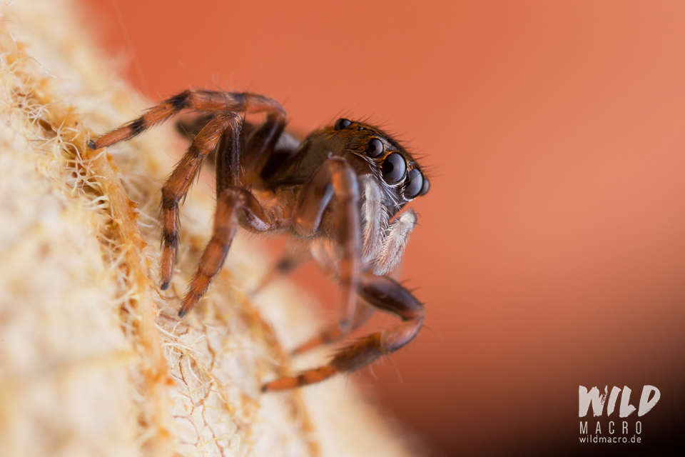Jumping spider (Rumburak sp.)