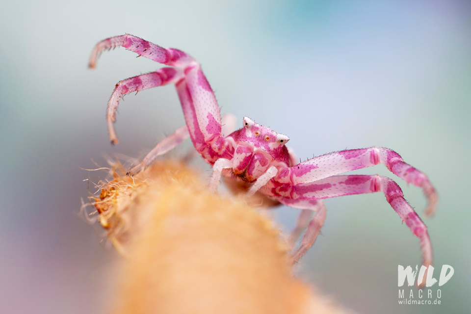 Crab spider (Thomisus onustus)