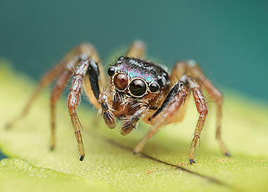 Home - wildmacro - extreme macro photography of fascinating spiders ...