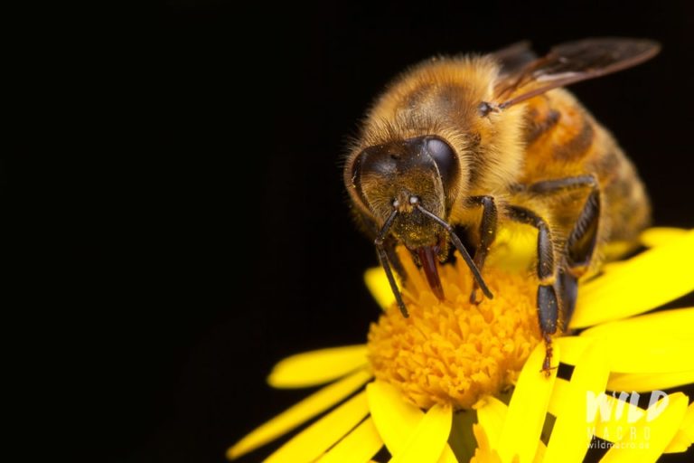 Differences between a flash and an LED light for macro photography