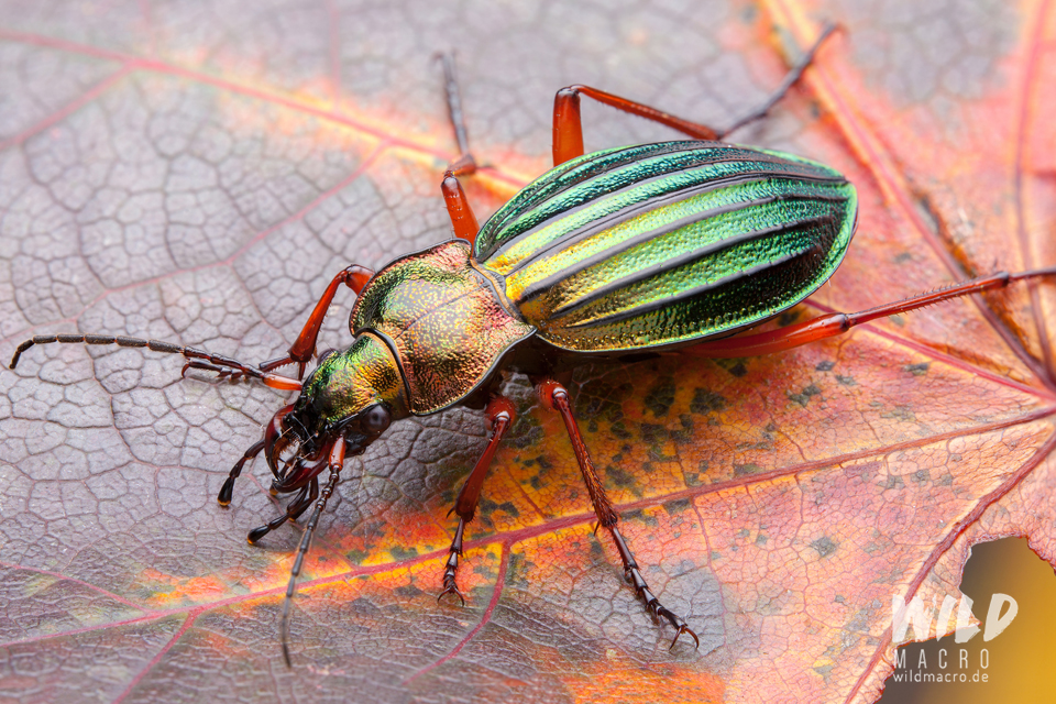 A focus stack of a Carabus auronitens beetle, consisting of 15 photos, to illustrate a focus stack´s enhanced depth of field.