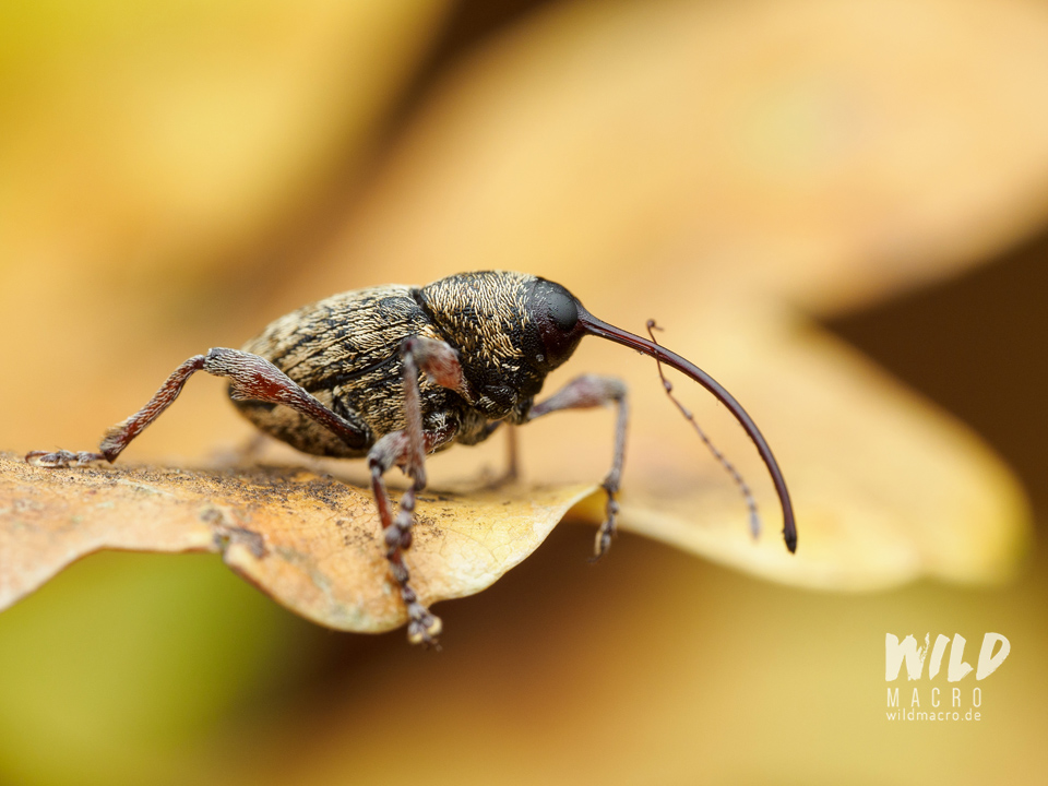 An Acorn weevil single shot, to illustrate the shallow depth of field at high magnifications in macro photography, that result in a natural viewing experience.
