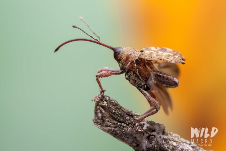 Differences between a flash and an LED light for macro photography