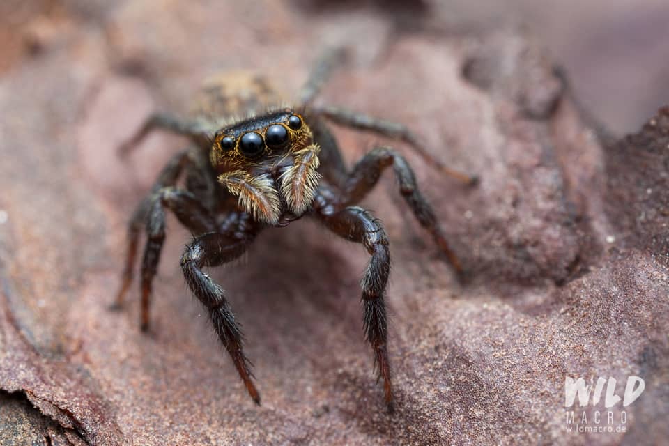 Jumping Spider Care Guide – Mainstream Arachnids