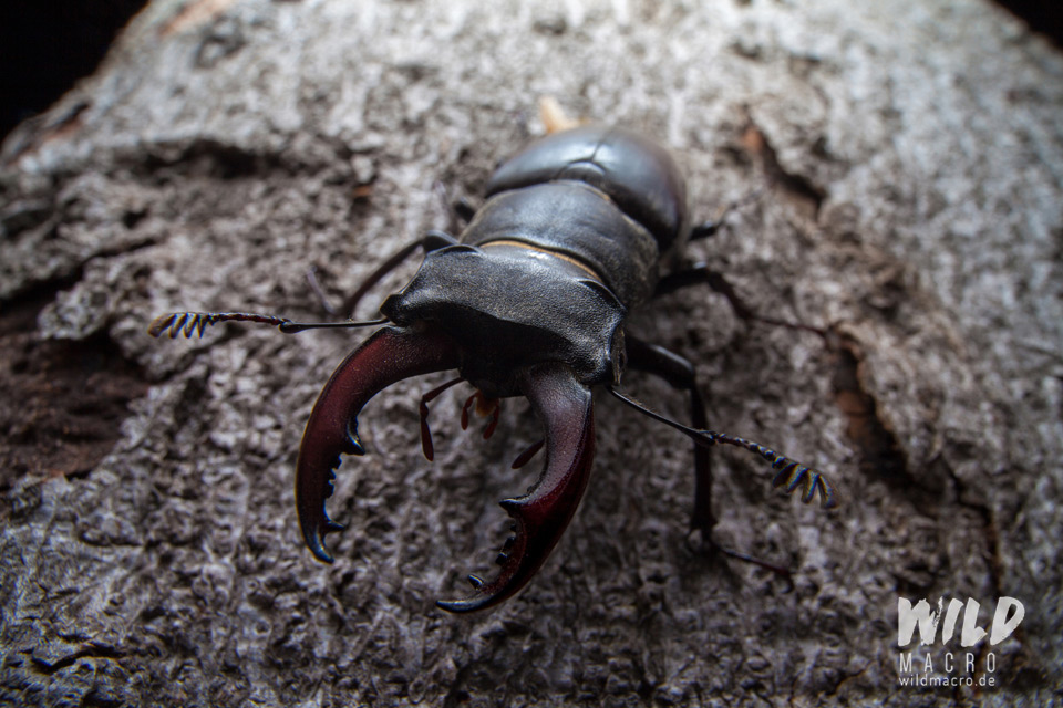 Stag beetle (Lucanus cervus) shot with the LAOWA 15mm f4 macro