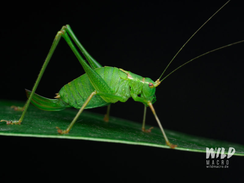 Differences between a flash and an LED light for macro photography
