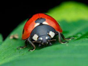 Best tips for Insect Macro Photography - A guide to photographing ...