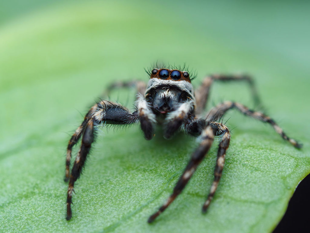 A male Menemerus bivitattus jumping spider looking up