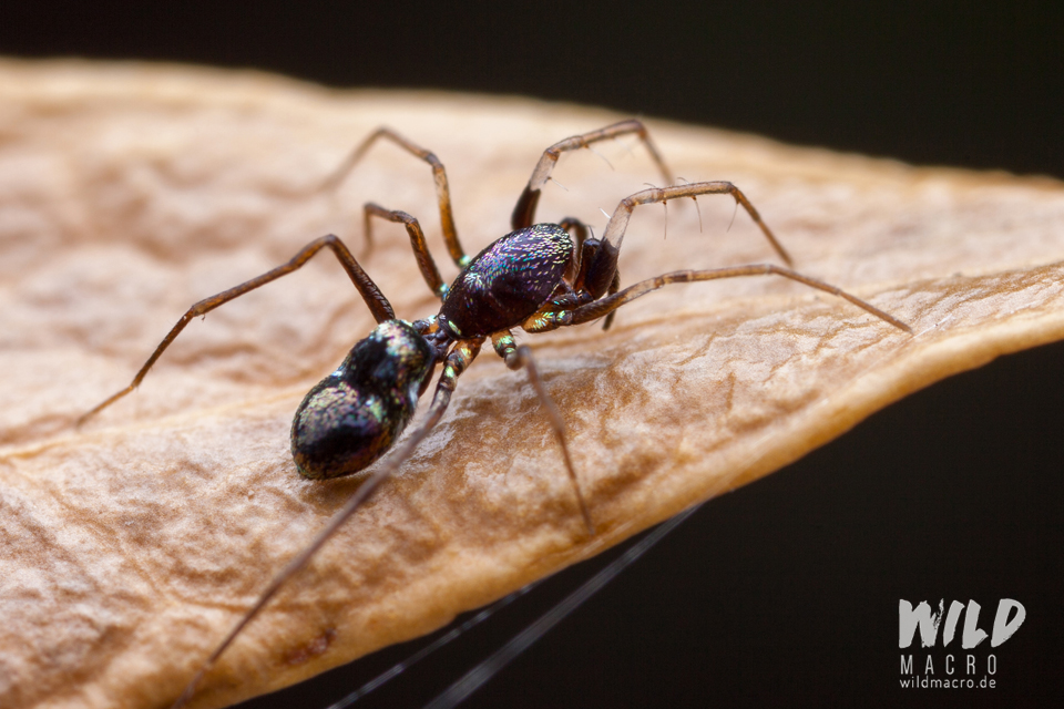 Colourful Micaria species ant-mimicking spider from South Africa