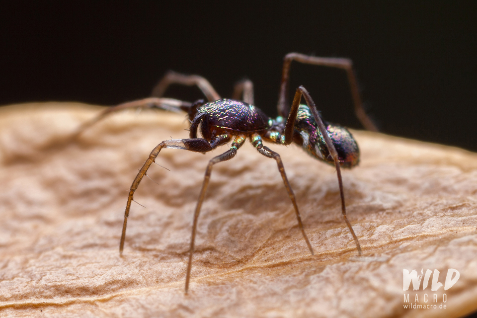 Colourful Micaria species ant-mimicking spider from South Africa