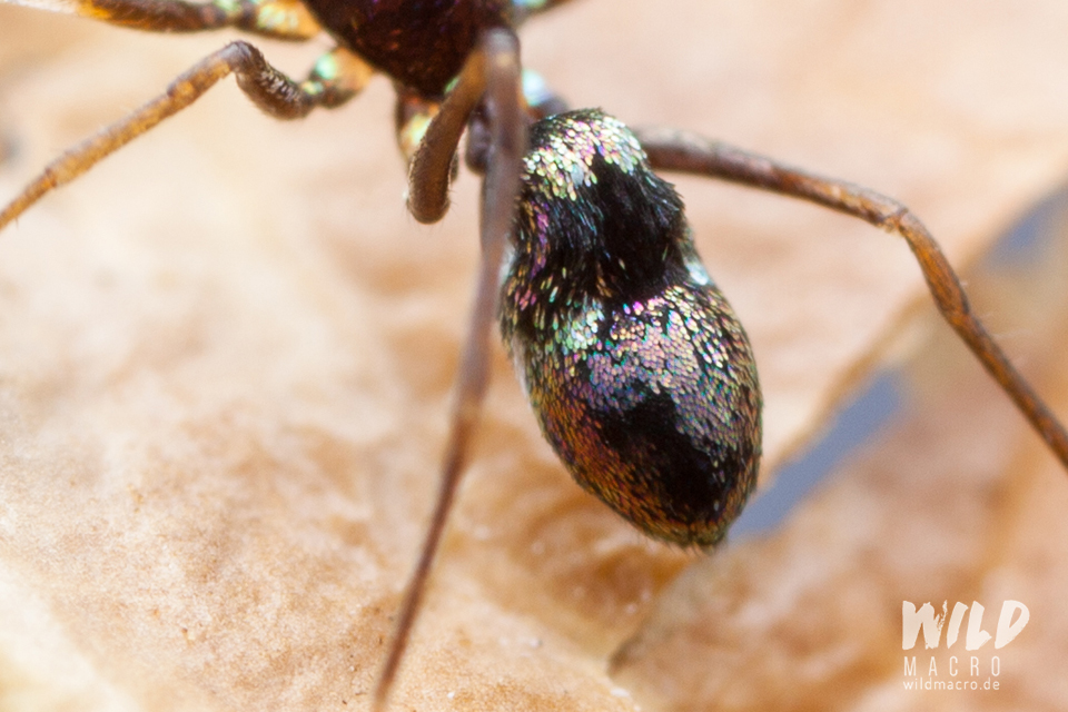 Detail shot of abdomen of colourful Micaria species ant-mimicking spider from South Africa