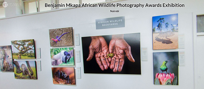 Mkapa Awards photo exhibit at Four Arts showcases wildlife of Africa