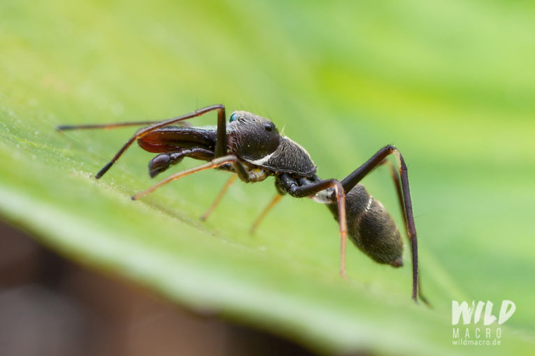 Ant mimicry by spiders - wildmacro - extreme macro photography