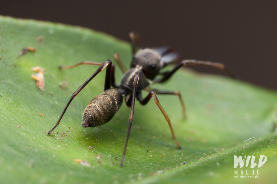 Abdomen of Myrmarachne marshalli ant-mimicking Jumping spider from South Africa