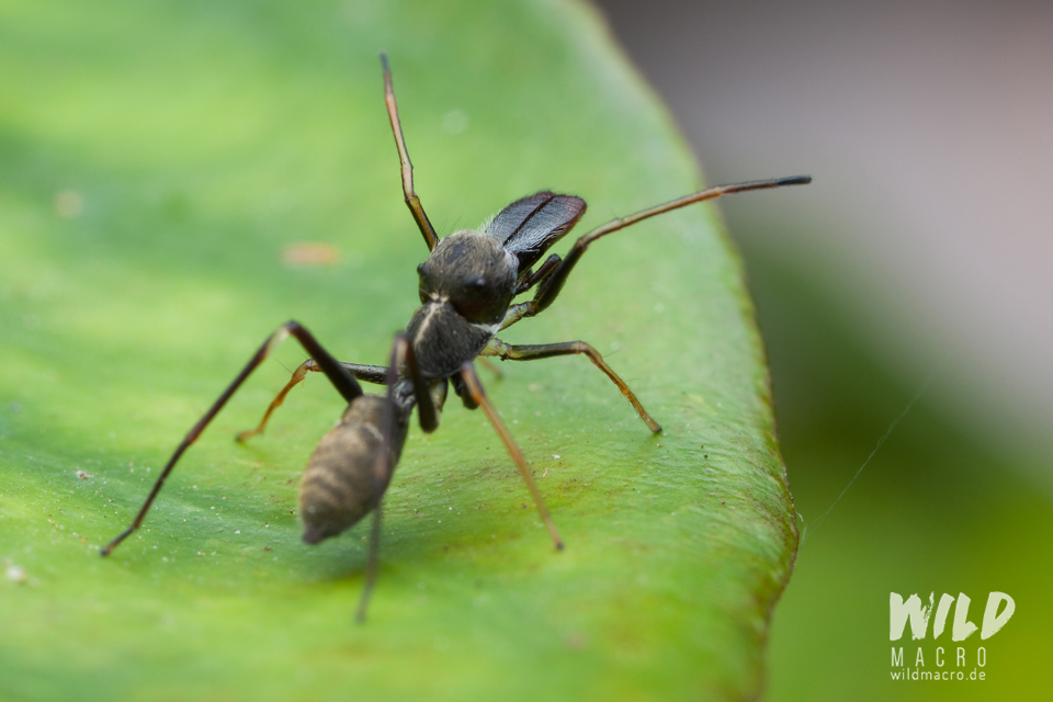 Elongated chelicerae of Myrmarachne marshalli ant-mimicking Jumping spider from South Africa