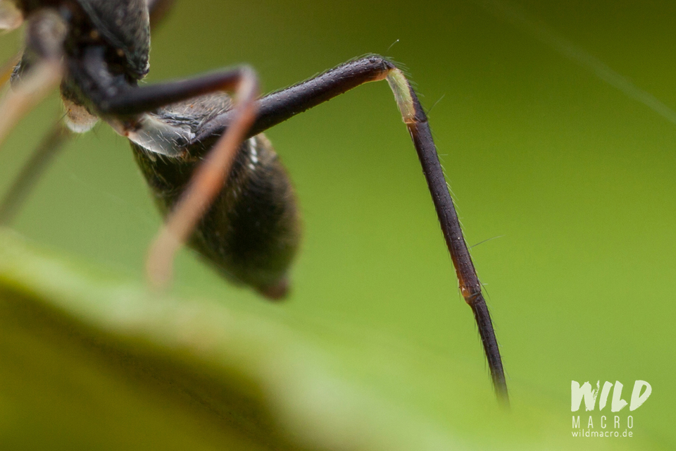 Detail of translucent leg of Myrmarachne marshalli ant-mimicking Jumping spider from South Africa