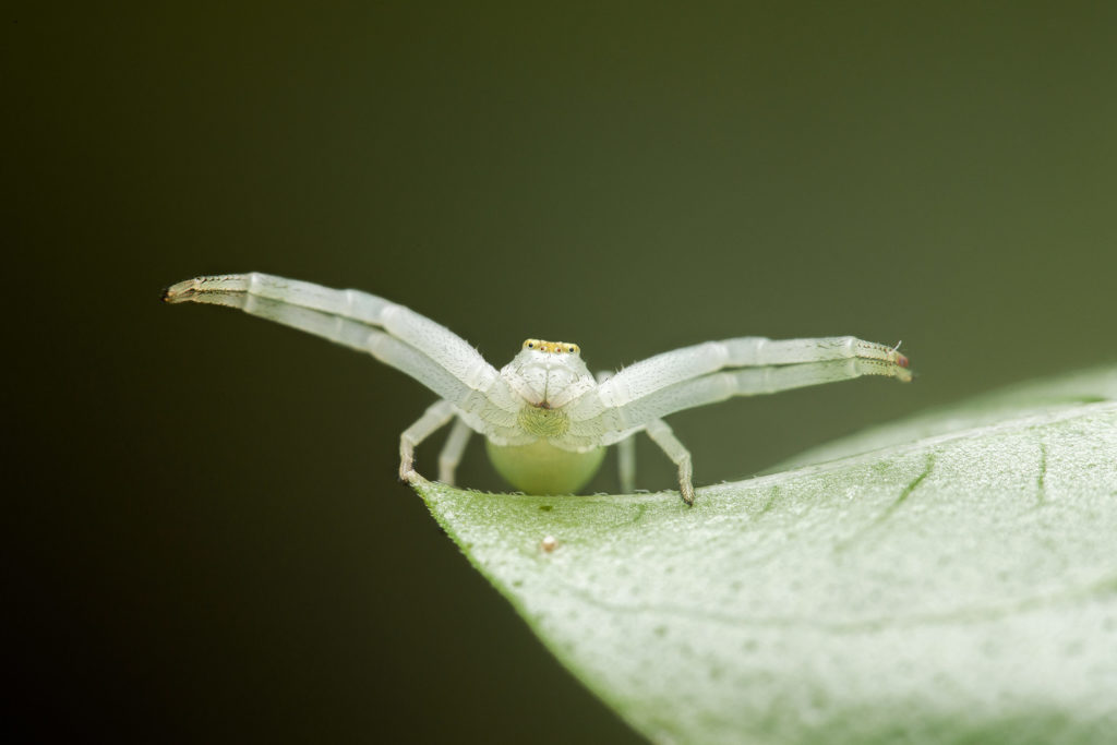 Misumena vatia Krabbenspinne mit NiSi Close-Up Linse 58mm an Canon 100mm Makro