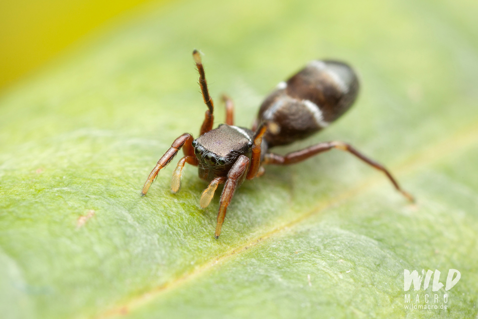 Synageles venator ant-mimicking jumping spider using legpair 2 as antennae