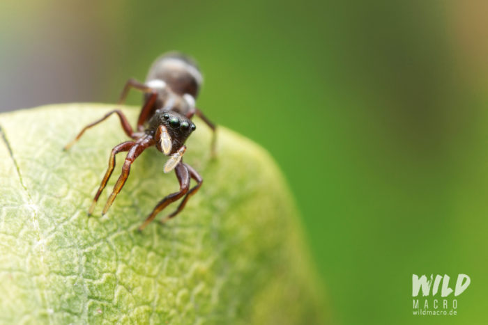 Ant Mimicry By Spiders - Wildmacro - Extreme Macro Photography