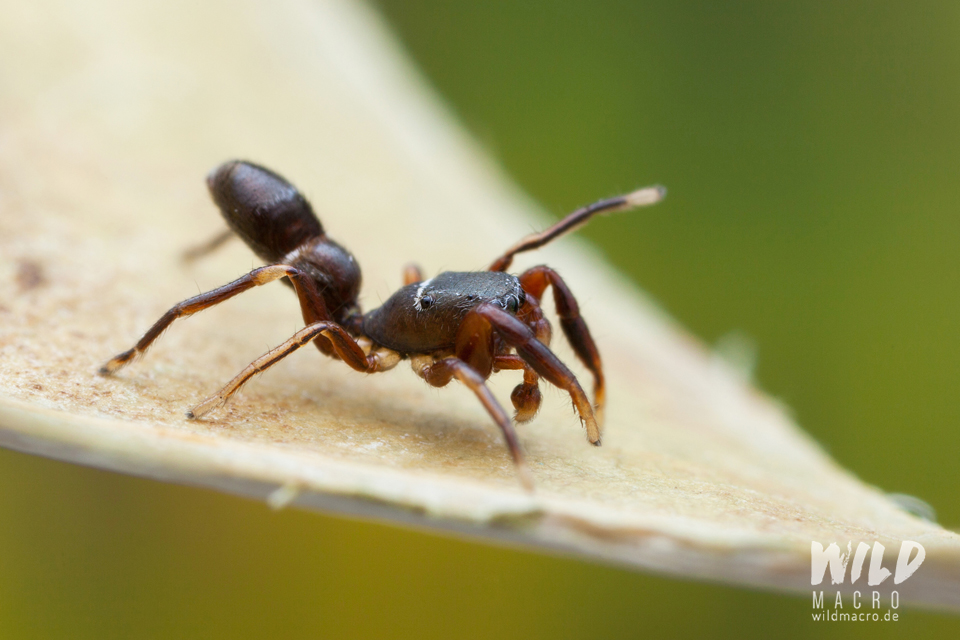 Synageles venator ant-mimicking jumping spider using legs as antennae