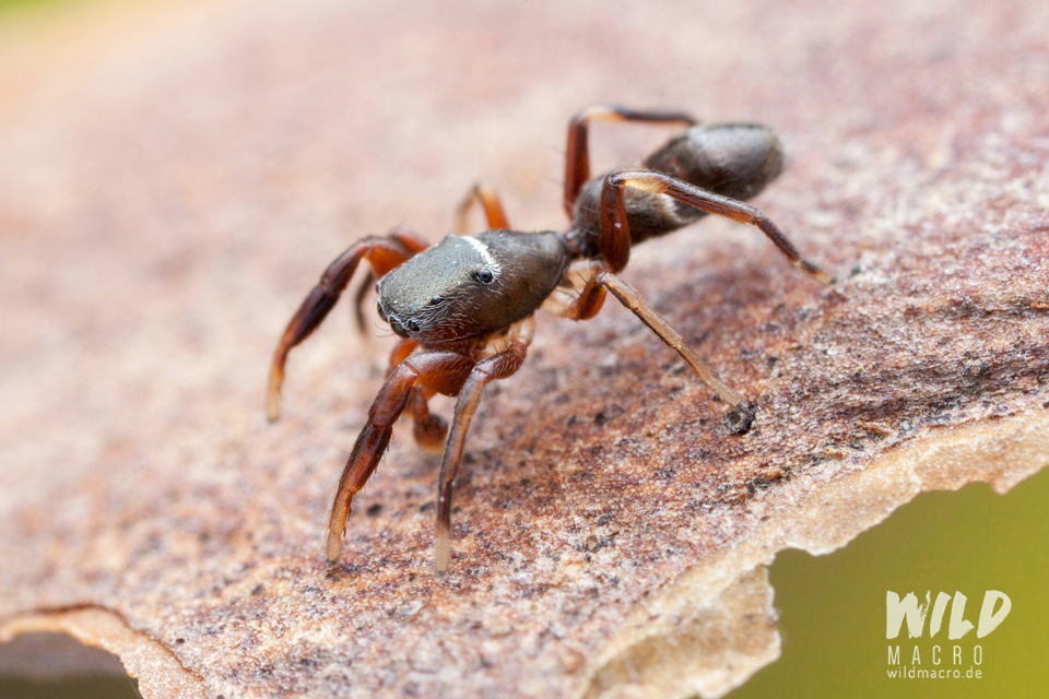 Synageles venator jumping spider mimicking an ant