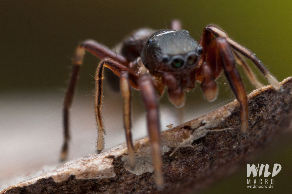 Detail of translucent leg of Synageles venator Jumping spider