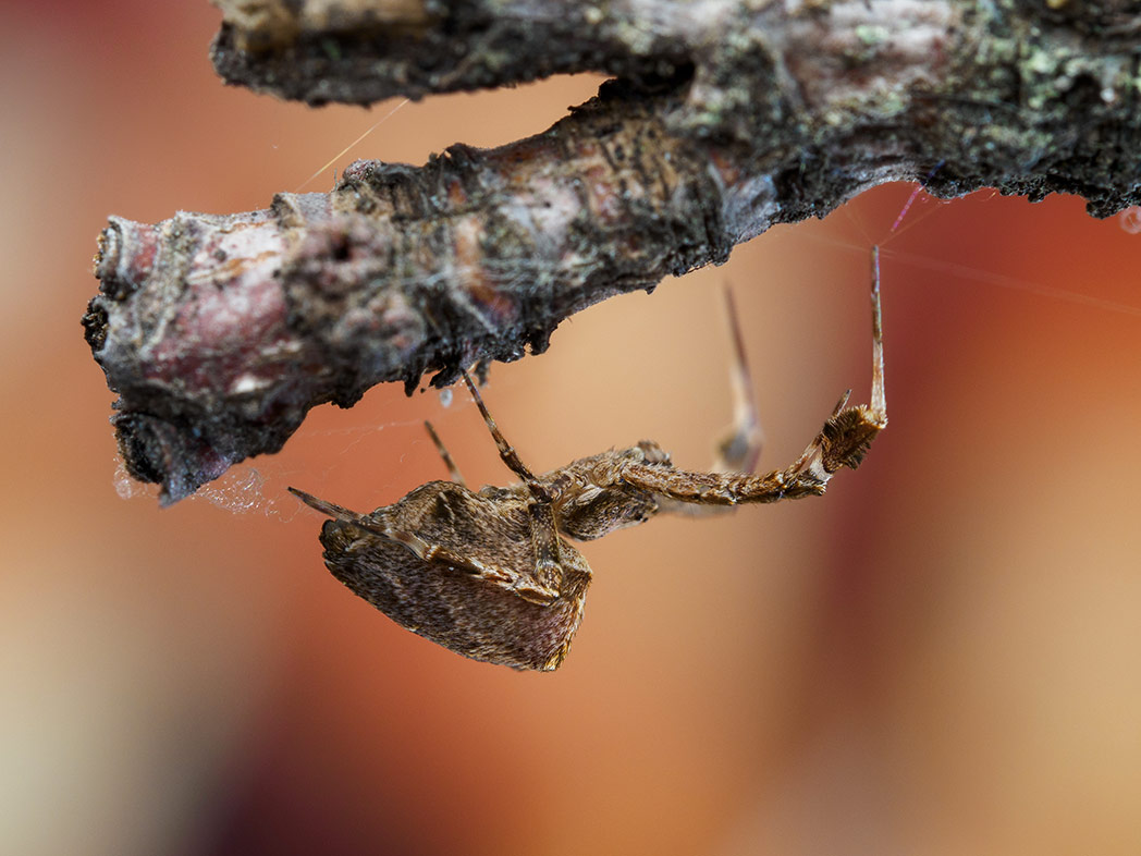 MACRO FLASH GODOX MF12 - Imax