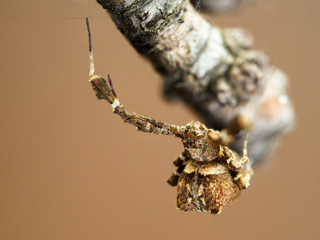 Uloborus plumipes feather legged spider photographed with the Godox MF12 Flash