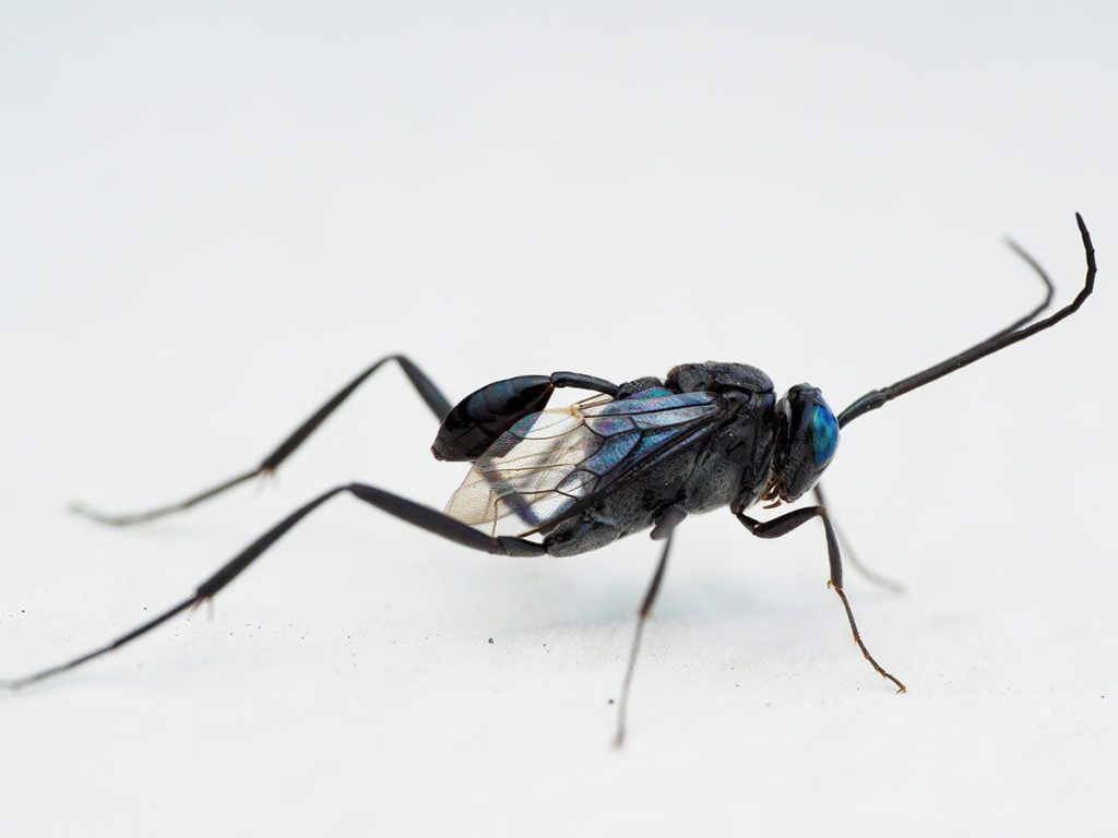 A small black wasp with blue eyes and a tiny abdomen from South Africa