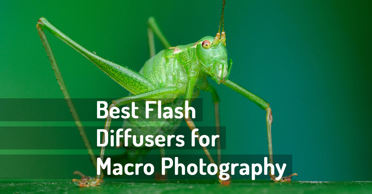 The Best Flash Diffusers for Macro Photography wildmacro extreme