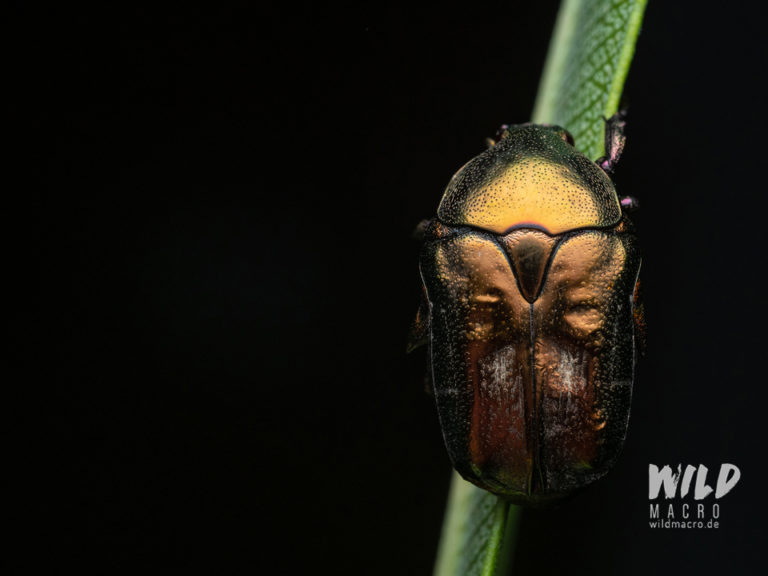 The Best Flash Diffusers for Macro Photography - wildmacro - extreme ...
