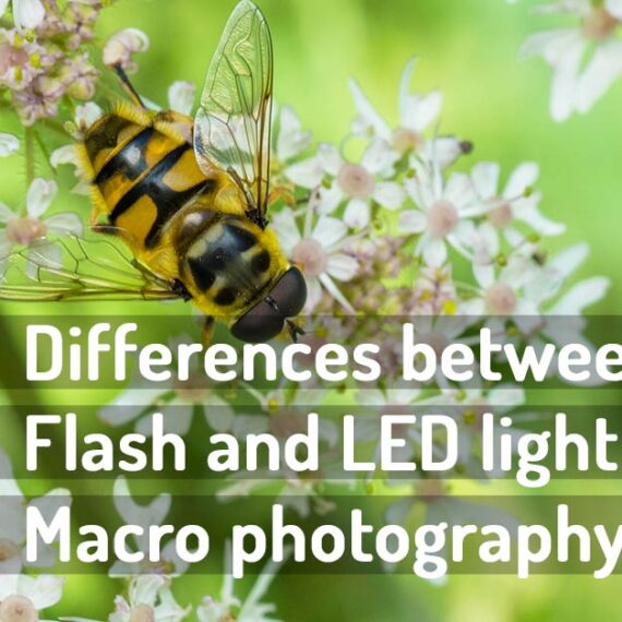 The Best Flash Diffusers for Macro Photography wildmacro extreme