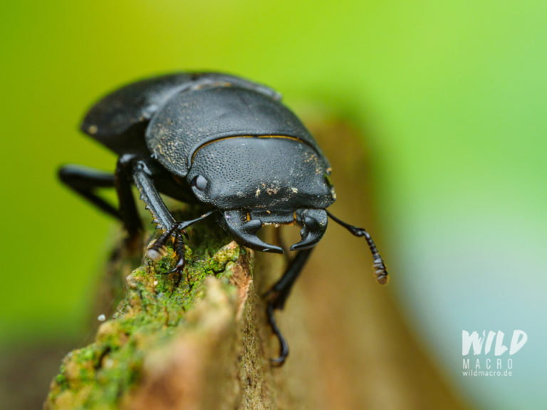 Differences Between A Flash And An Led Light For Macro Photography Wildmacro Extreme Macro Differences Between A Flash And An Led Light For Macro Photography Wildmacro Extreme Macro
