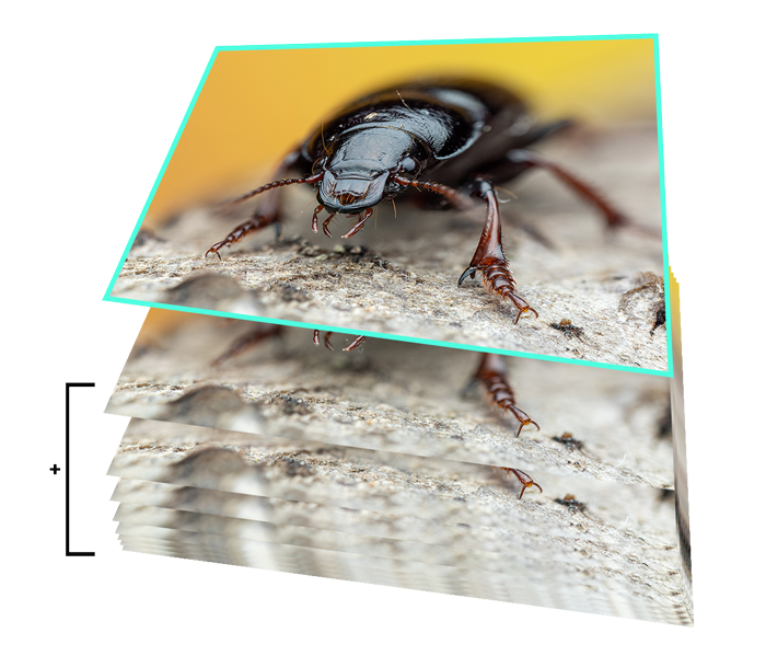 graphic illustrating the technique of focus stacking with the example of a ground beetle photo