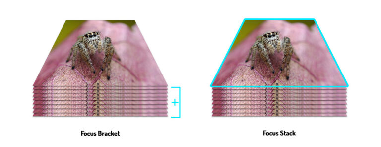 How to: Focus Stacking and Bracketing techniques for Macro Photography ...