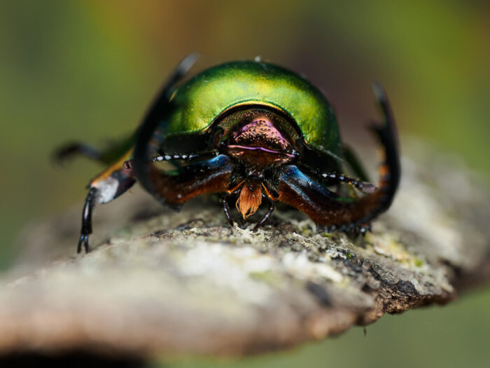 Macro Diffuser Comparison: Cygnustech Diffuser, AK Diffuser, Trick Bits ...