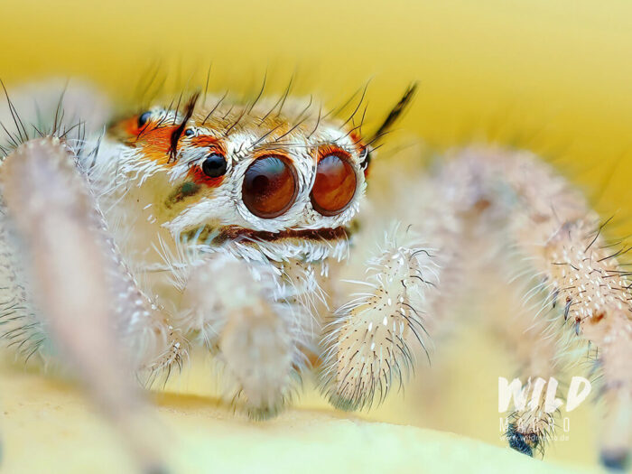 Does using a flash hurt insect and spider eyes in macro photography ...